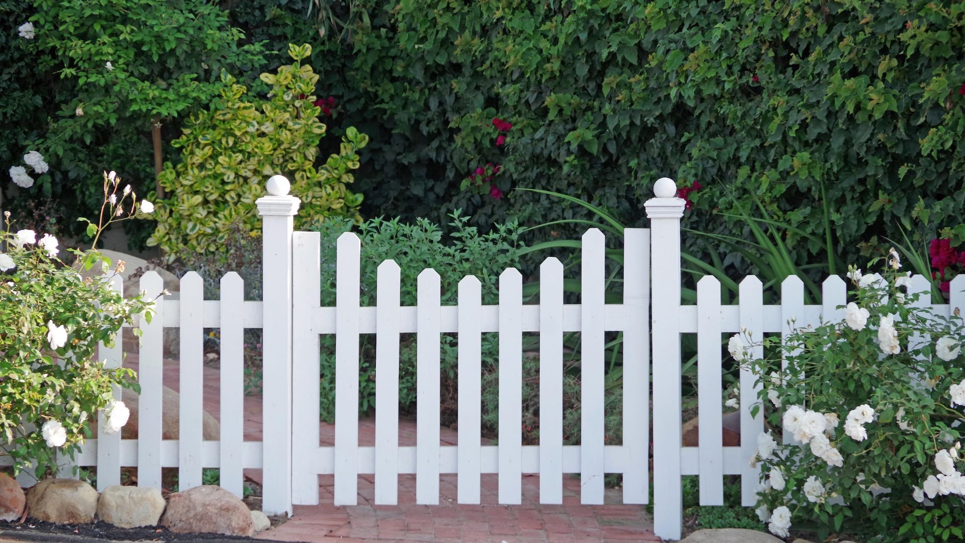 White picket fence with white roses in a lush green garden