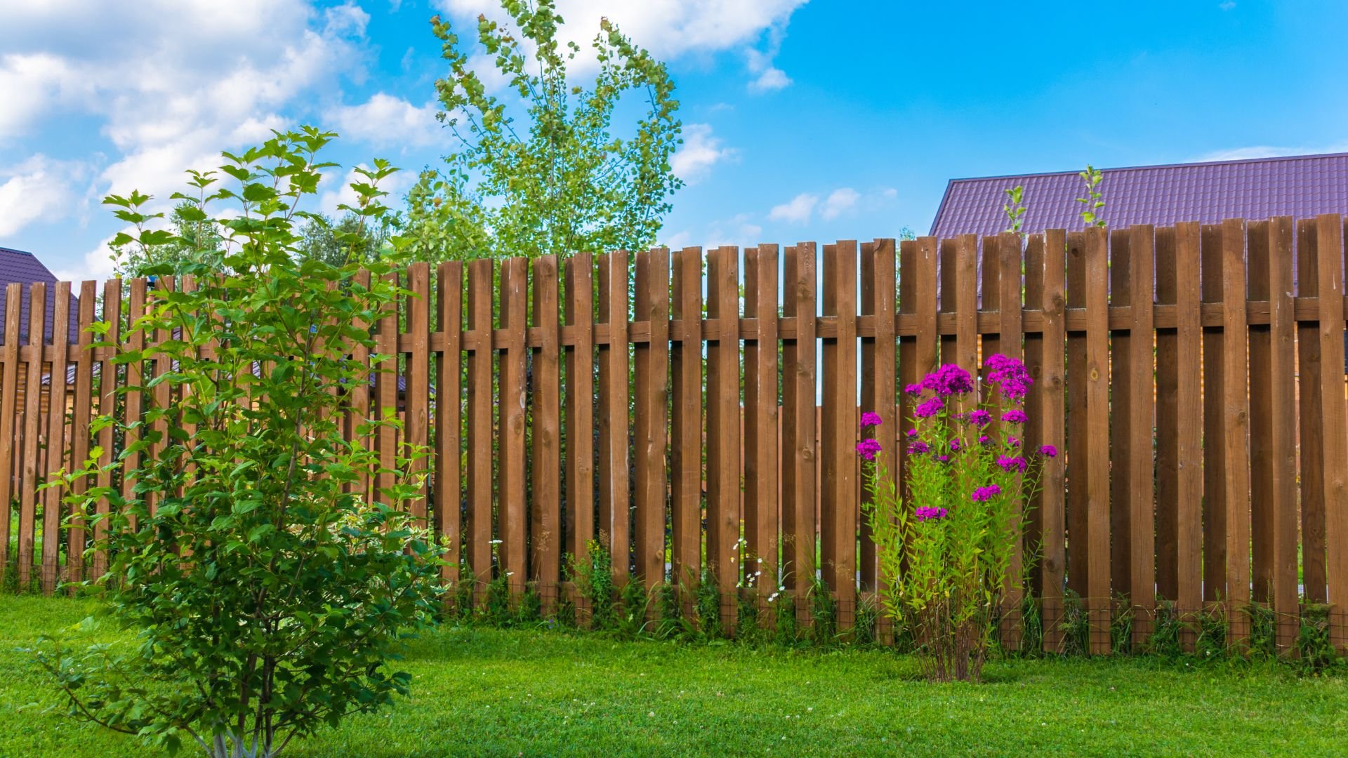Wooden fence with green lawn and bright purple flowers on sunny day