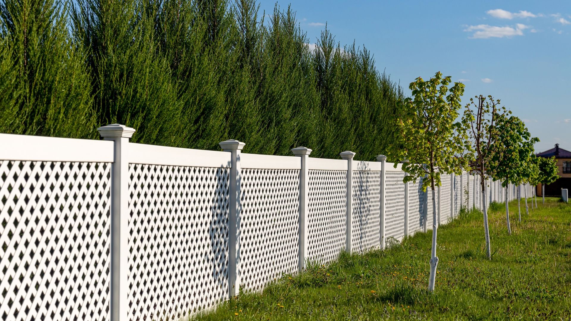 White lattice fence with cypress trees and young saplings on grassy field
